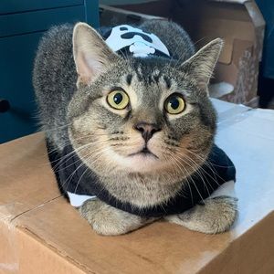 MEET THE POSHER! 💕💕💕